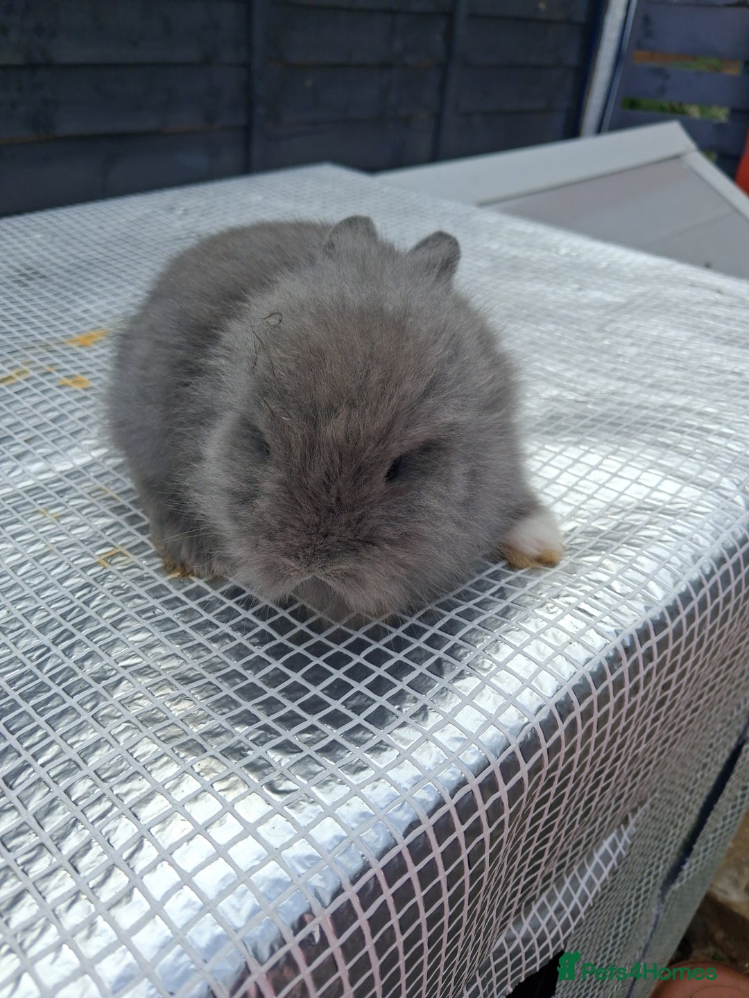 Lionhead rabbits for sale: lionhead bunnies  - Image 9