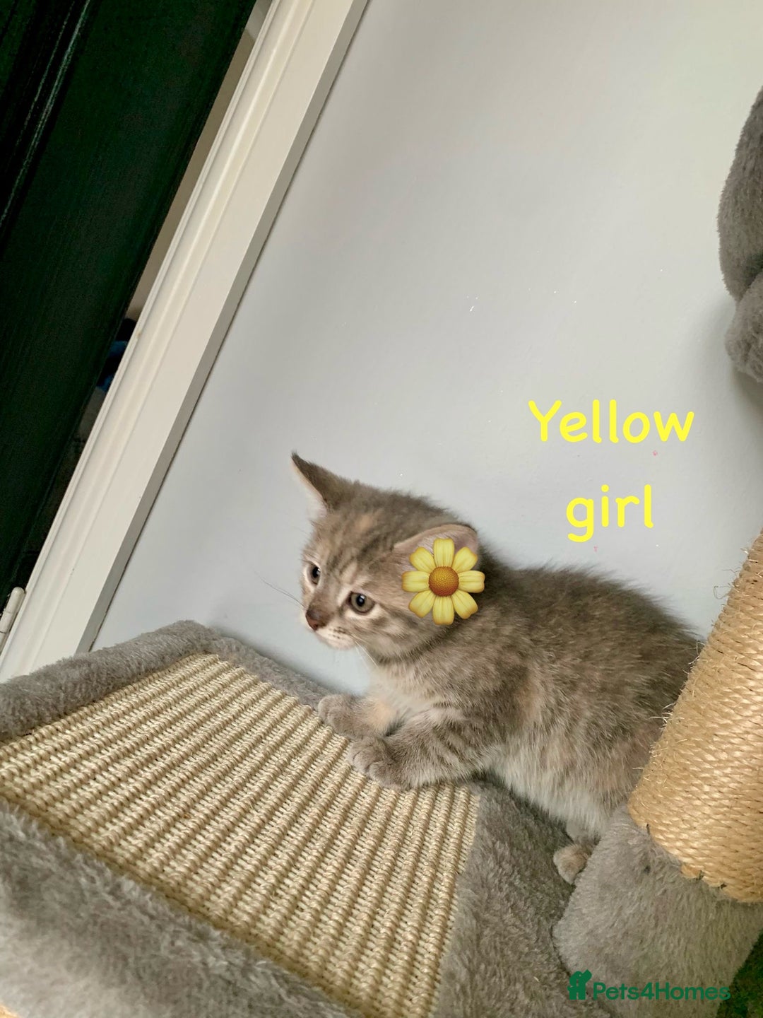 Siberian cats for sale: Siberian girl kittens ready for new home now - Image 25
