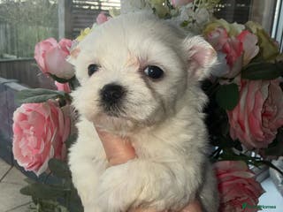 Maltipoo dogs 🤍 exquisite f1b Maltipoos exceptional quality 🤍 - Advert 3