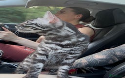 Bengal cats for sale: Exceptional breed quality bengals  - Image 9