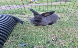 Mixed Breed rabbits for sale: Mini lop cross babies  - Image 3