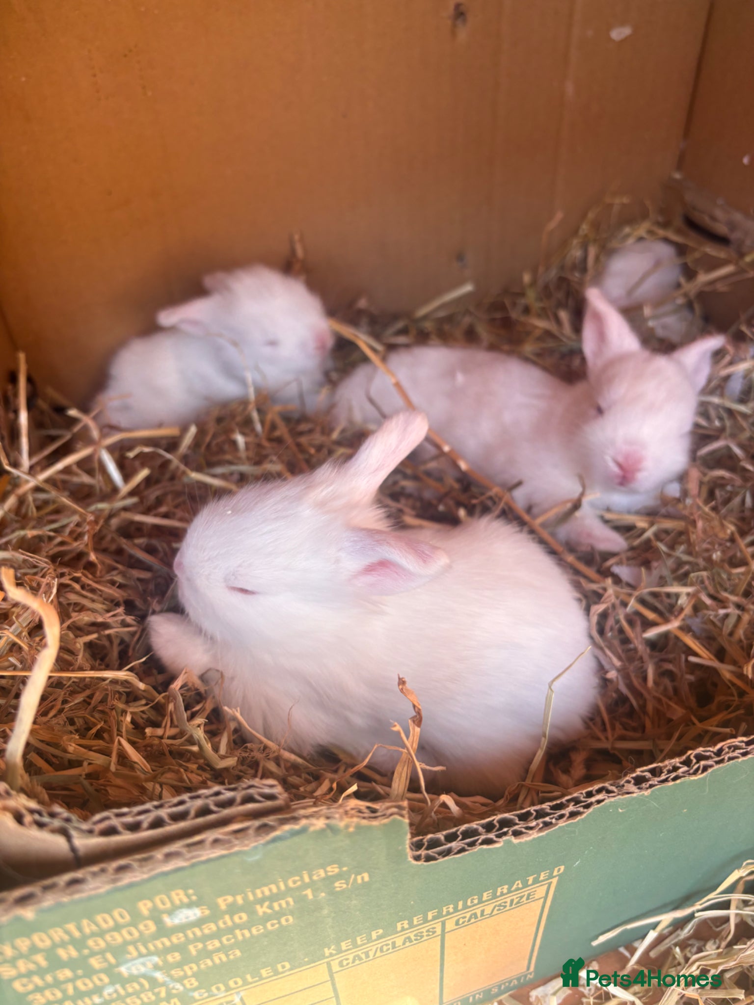 Lionhead rabbits Double mane lionhead  - Advert 7