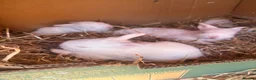 Lionhead rabbits for sale: Double mane lionhead  - Advert 6