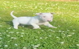 English Bull Terrier dogs for sale: Outstanding male bull terriers  - Image 10