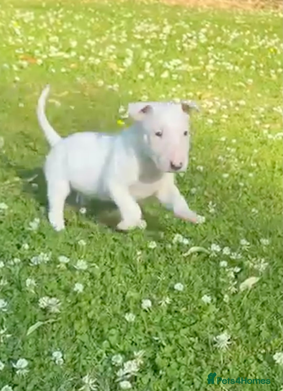 English Bull Terrier dogs for sale: Outstanding male bull terriers  - Image 10