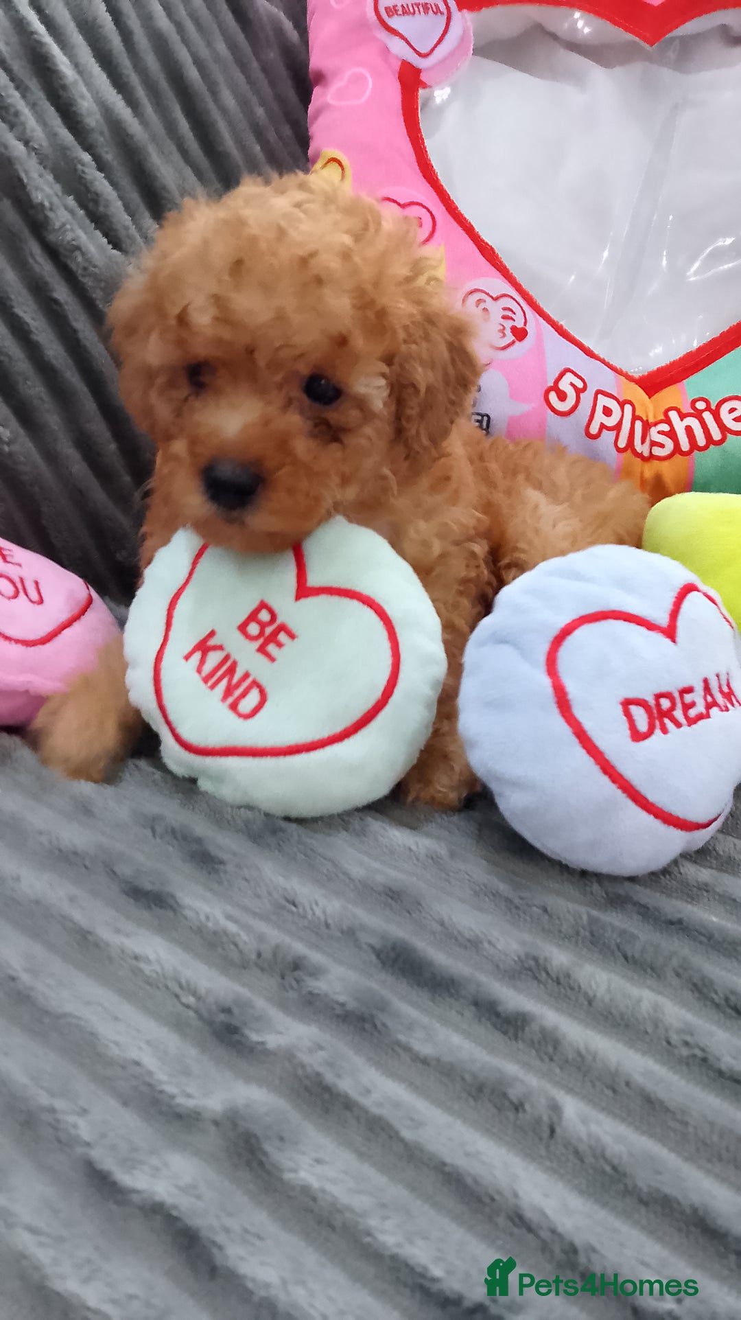 Miniature Poodle dogs for sale: Miniature tiny size poodles 1💙1🩷 - Image 5