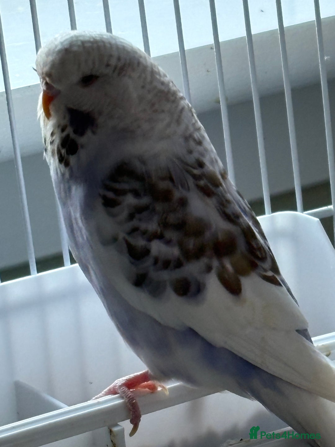Budgerigars birds for sale: Male & Female budgies for sale - Advert 1