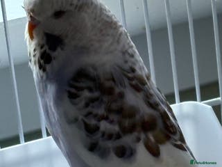 Budgerigars birds Male & Female budgies for sale - Advert 1