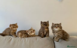 British Shorthair cats for sale: 🤎 TICA pedigree chocolate tabby British shorthair - Image 3