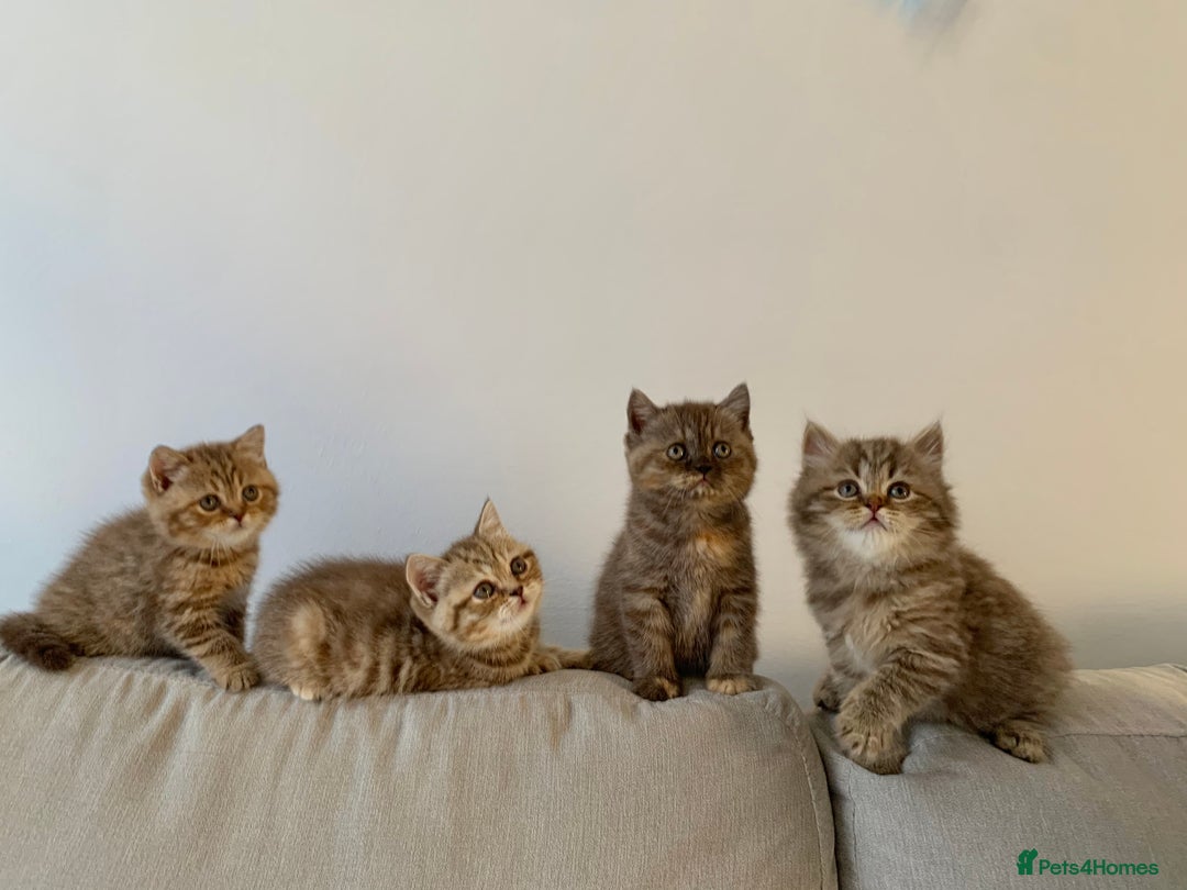 British Shorthair cats for sale: 🤎 TICA pedigree chocolate tabby British shorthair - Image 3
