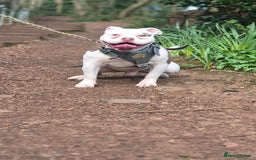 Mixed Breed dogs for sale: Micro Pocket bully  - Image 1