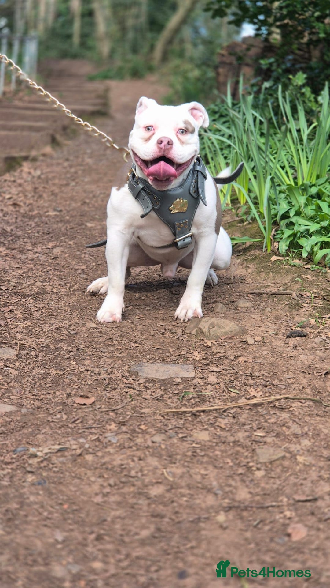 Mixed Breed dogs for sale: Micro Pocket bully  - Image 1
