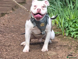 Mixed Breed dogs - Advert 9