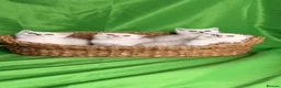 Scottish Fold cats for sale: Scottish fold/straight kittens - Advert 17
