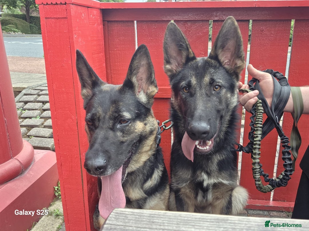 German Shepherd dogs for sale: German shepherd dog - Image 3