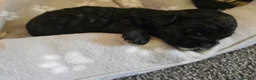 Shihpoo dogs for sale: Shihpoo puppies in Swadlincote - Advert 4