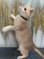 British Shorthair cats British shorthair golden TICA - Advert 4