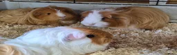 Guinea Pig rodents for sale: Sheltie Cavies - Advert 1
