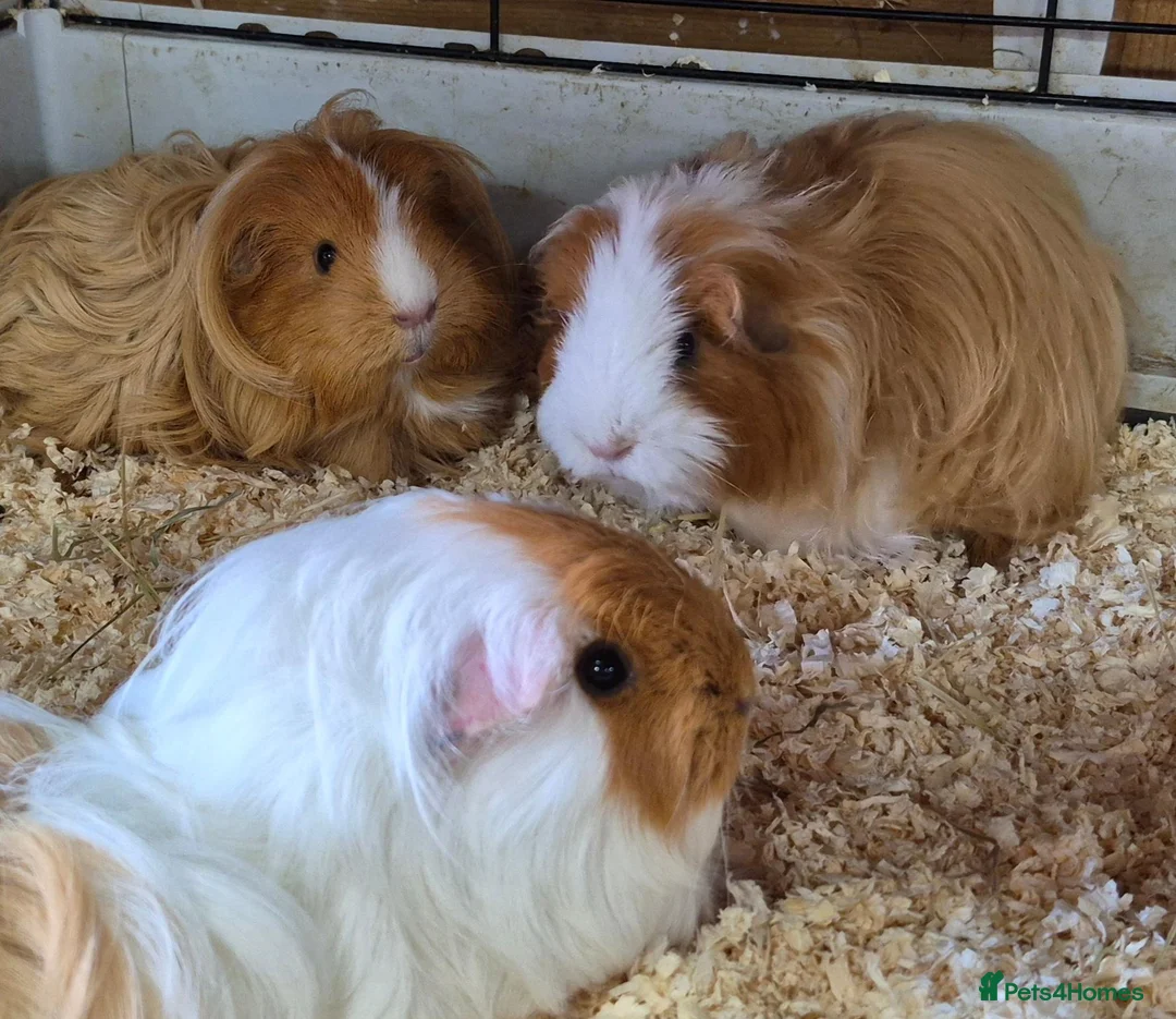 Guinea Pig rodents for sale: Sheltie Cavies - Advert 1