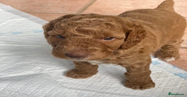 Australian Labradoodle dogs - Advert 8