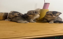 British Shorthair cats for sale: British rainbow shorthair kittens - Image 7