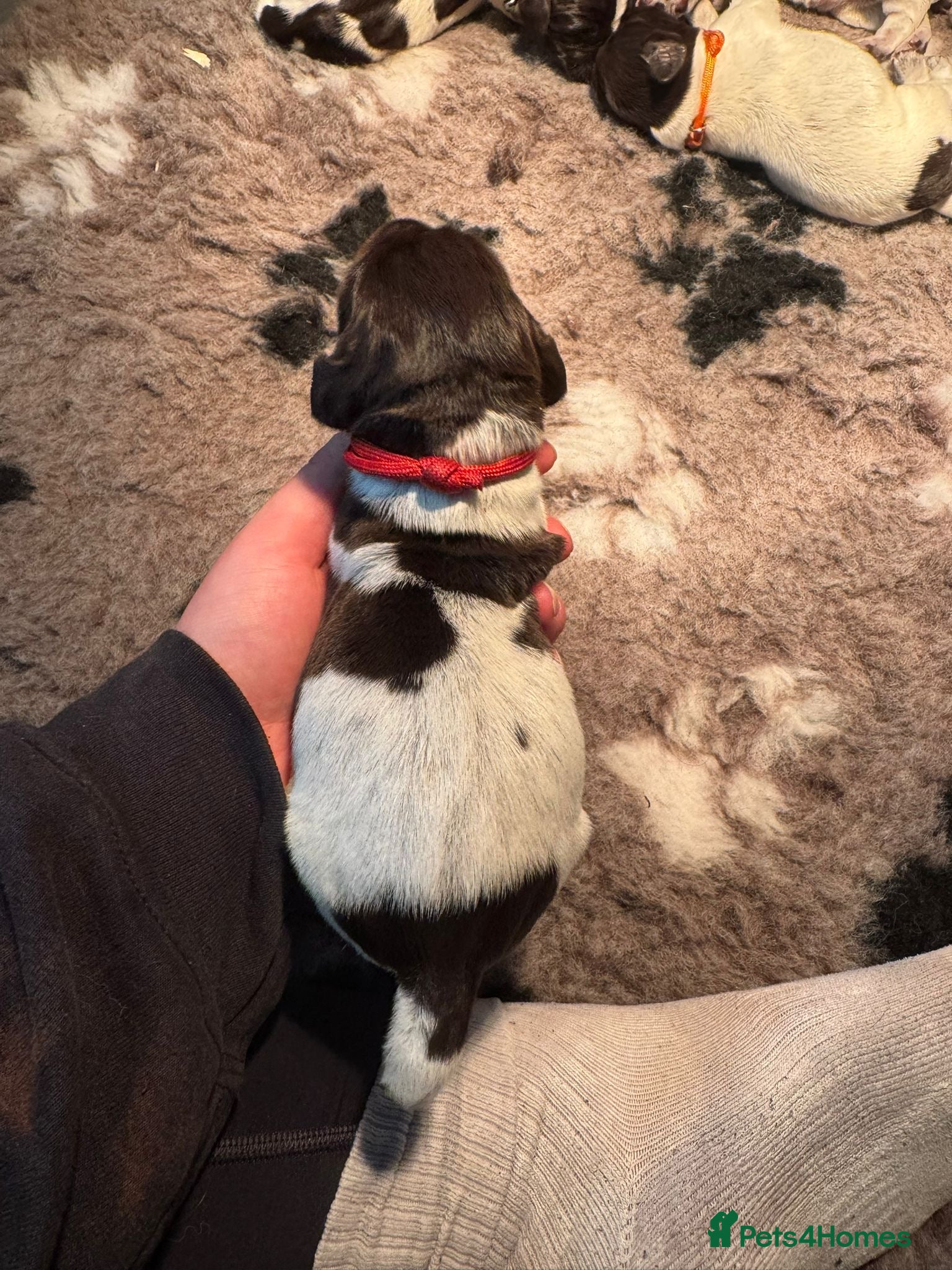 German Wirehaired Pointer dogs Gorgeous German Wire Haired Pointer Pups - Advert 1