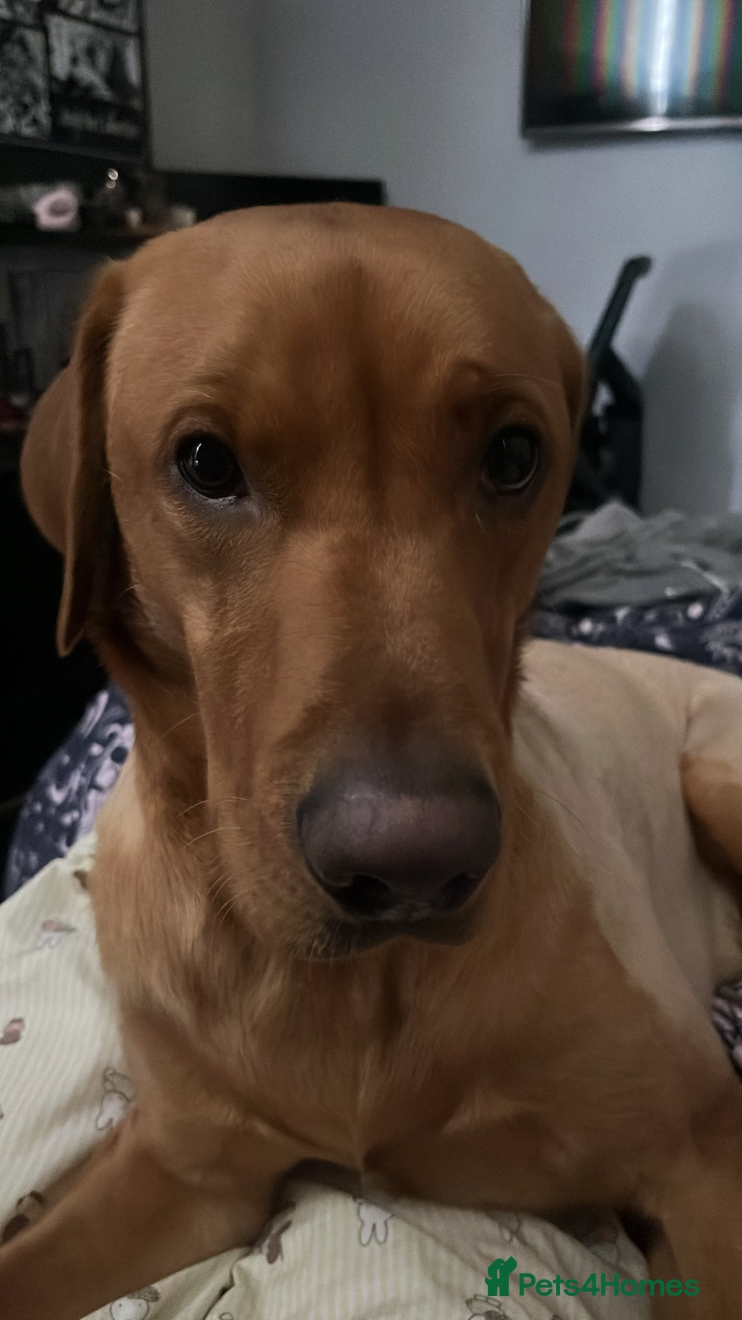 Labrador Retriever dogs for stud: Labrador Retriever for stud - Image 6