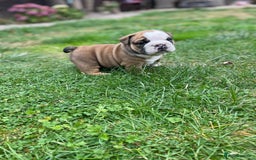 English Bulldog dogs for sale: Stunning litter of  English bulldog puppies - Image 24