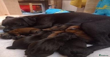 Patterdale Terrier dogs - Advert 1