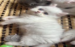 Persian cats for sale: Pure Persian baby's looking lovely home   - Image 12