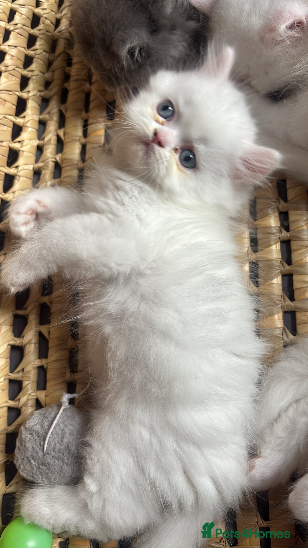 Persian cats for sale: Pure Persian baby's looking lovely home   - Image 12