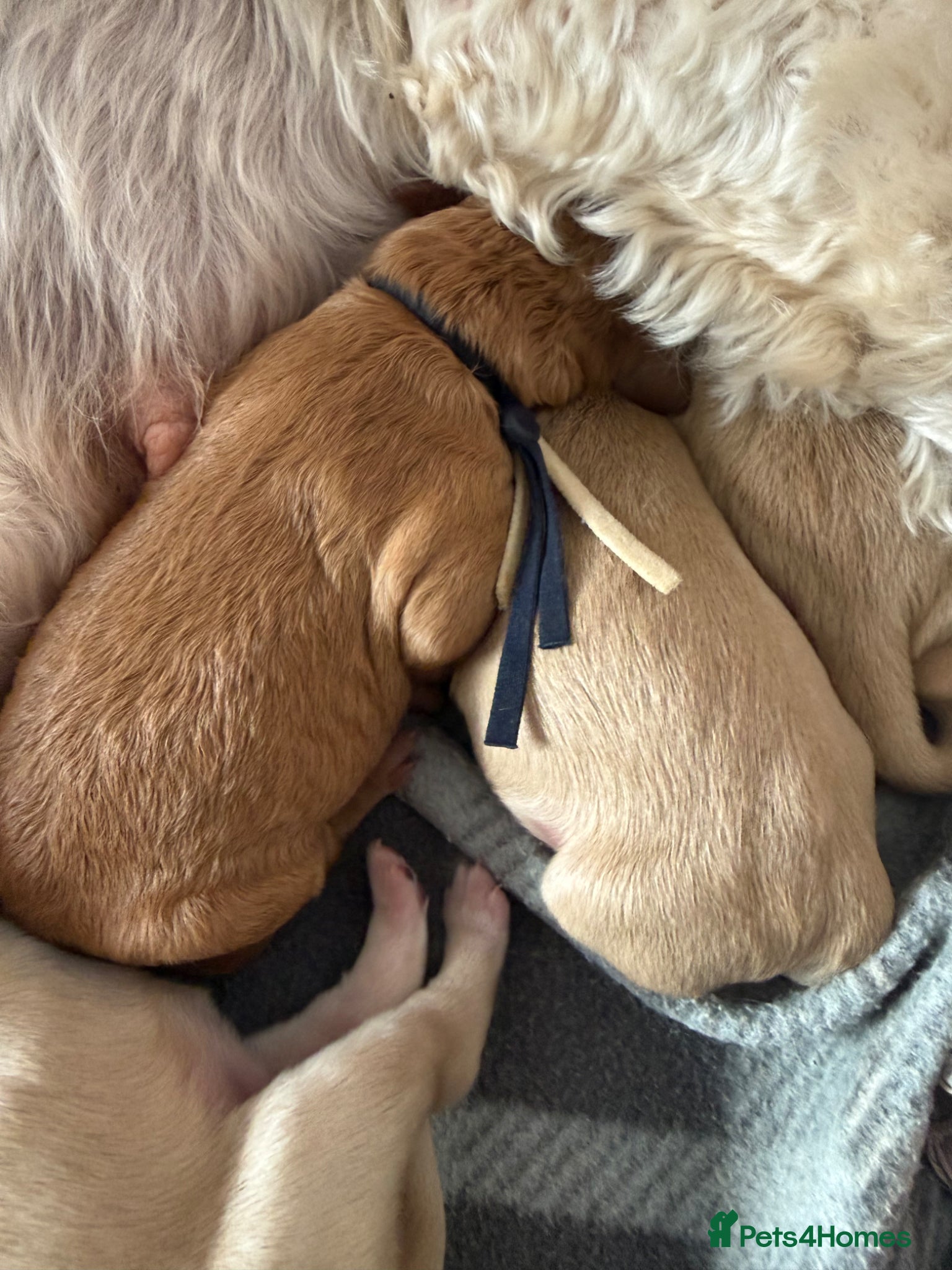 Mixed Breed dogs for sale: Multigeneration Cream/Apricot Double Doodles  - Advert 6