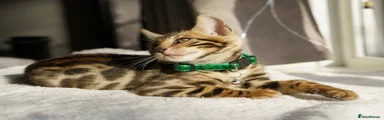 Green Collar