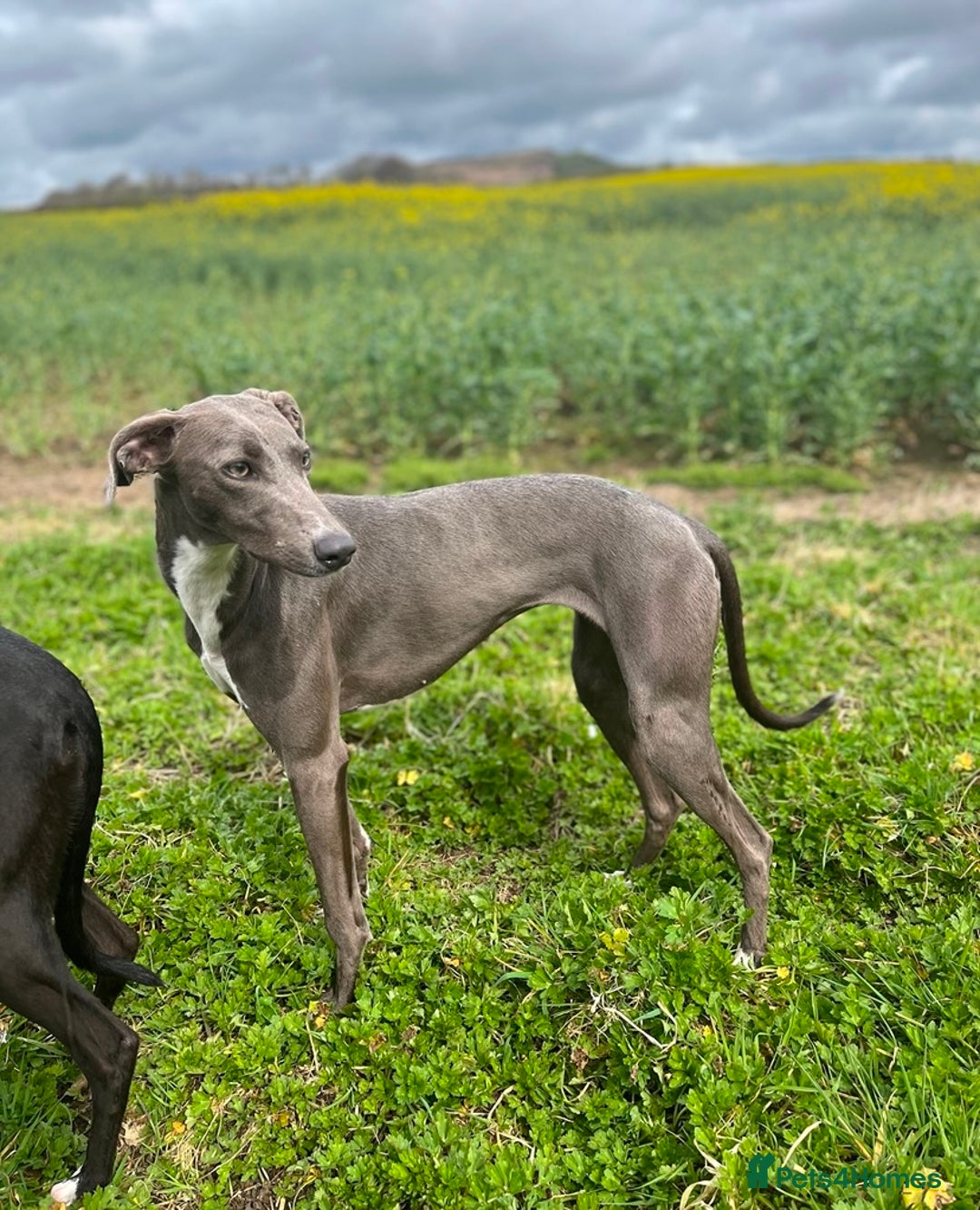Mixed Breed dogs for sale: Bedlington Whippet cross puppies - Image 10