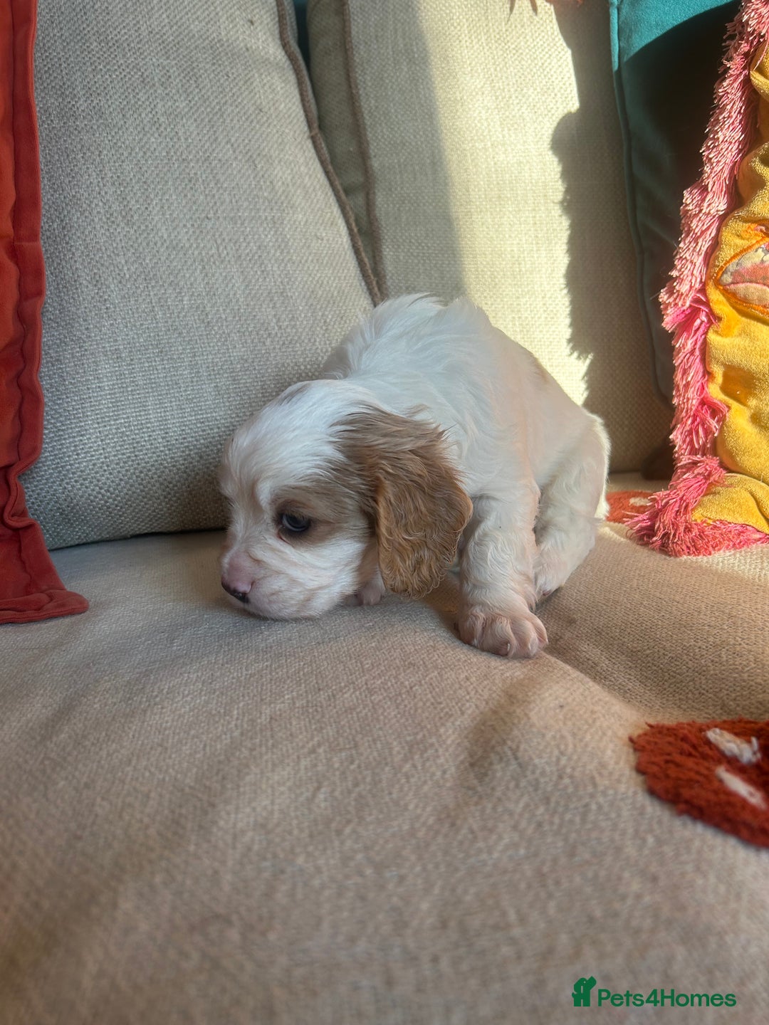Cockalier dogs for sale: Beautiful Litter of Cavalier King Charles X Cocker - Advert 22