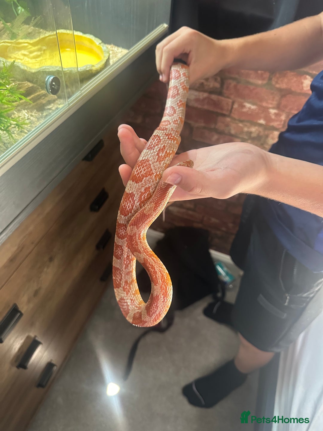 Corn Snake reptiles for sale: Corn snake with viv and full setup - Image 5