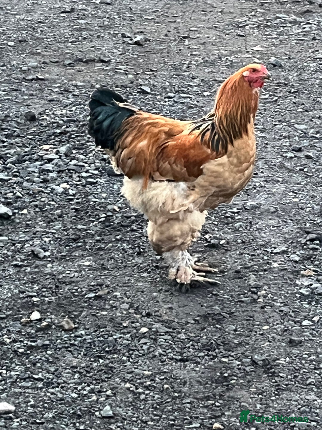 Chickens poultry for sale: Barahma Colombia cockerels  - Advert 3