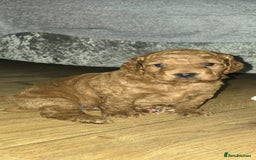 Cockapoo dogs for sale: F2 miniature stunning Cockapoos. - Advert 4