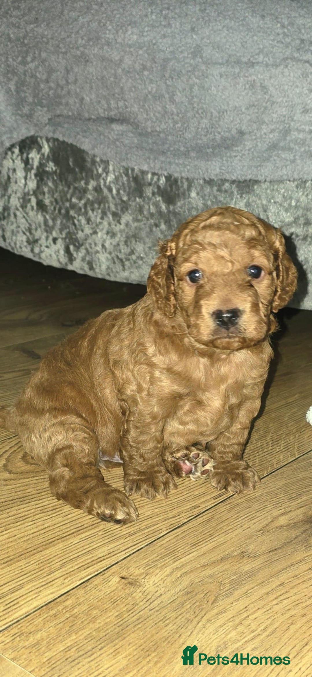 Cockapoo dogs for sale: F2 miniature stunning Cockapoos. - Advert 4