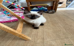 Ragdoll cats for sale: Ragdoll seal point girl GCCF reg - Image 2