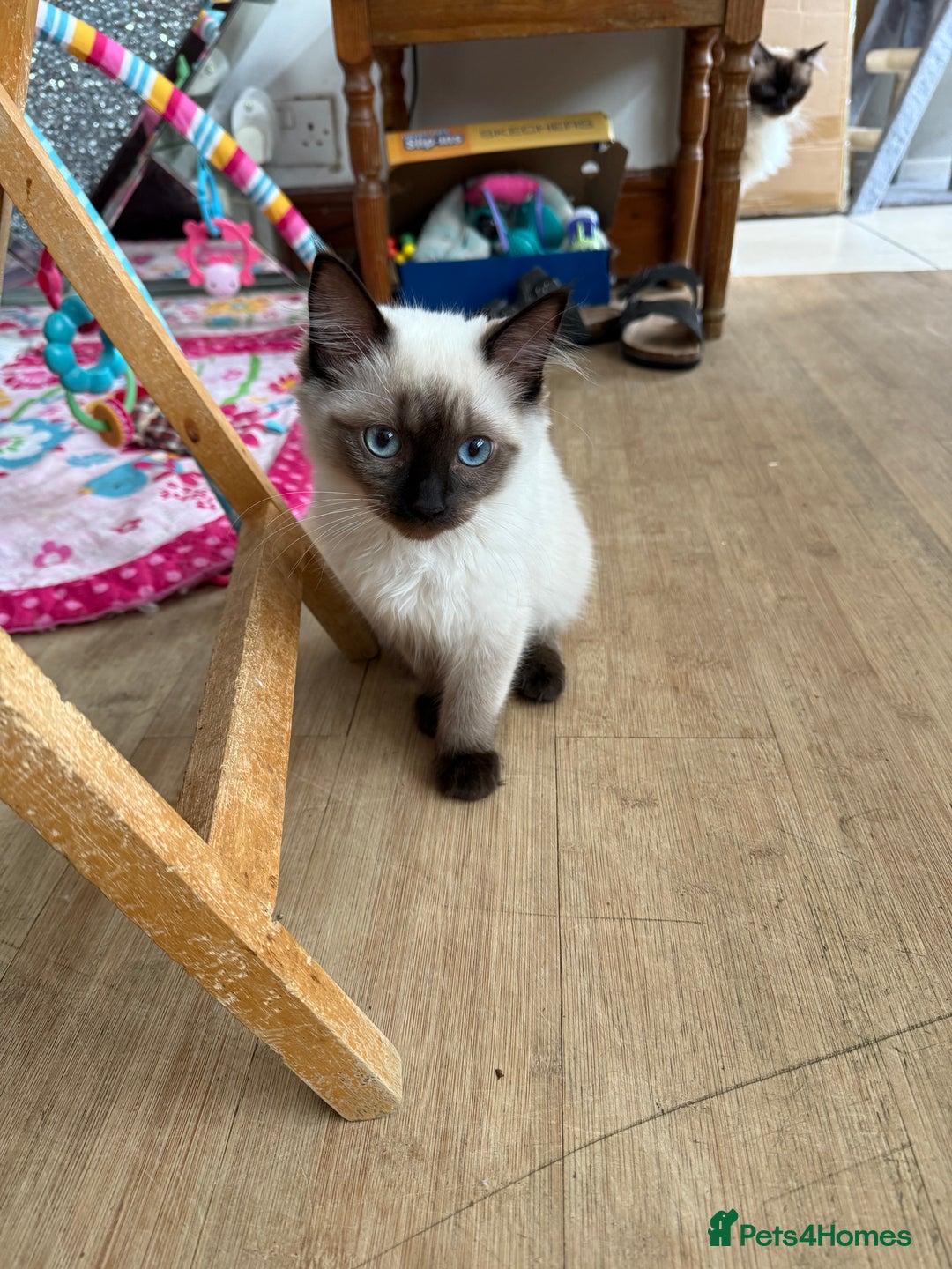 Ragdoll cats for sale: Ragdoll seal point girl GCCF reg - Image 2
