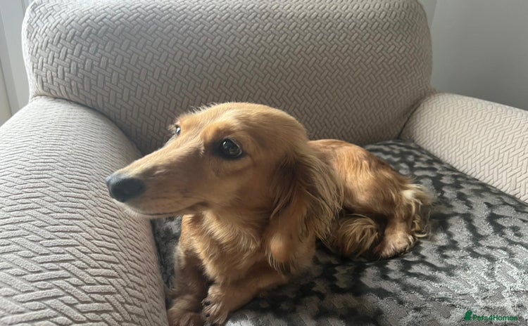 Dachshund dogs - Advert 2
