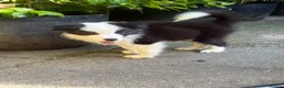 Border Collie dogs for sale: 4 Border Collie puppies in Wigan - Advert 8