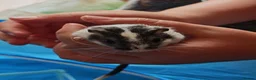 Gerbil rodents for sale: Male gerbils  in Gloucester - Advert 6