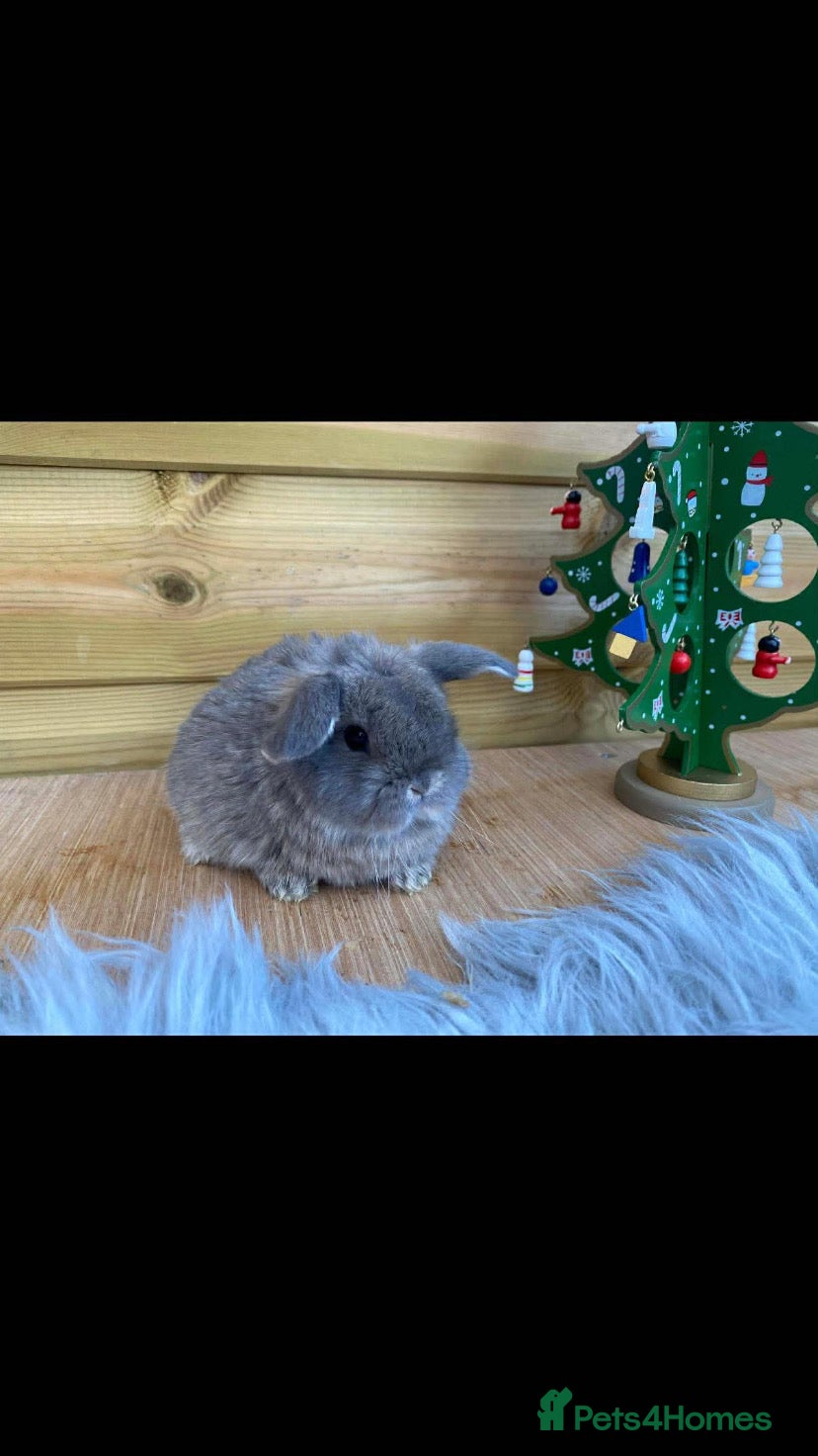 Mini Lop rabbits Mini lop boys  - Advert 1