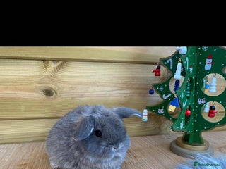 Mini Lop rabbits Mini lop boys - Advert 1