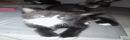 Mixed Breed cats for sale: Kitty's  - Advert 6