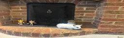 Mixed Breed rabbits for sale: Dwraf bunnies for sale  - Advert 6