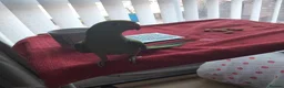 Parakeets birds for sale: Indian ring neck parrot  - Advert 11