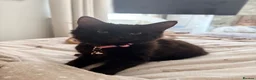 Mixed Breed cats for sale: 2 long hair gorgeous 14 week old kittens  - Advert 6